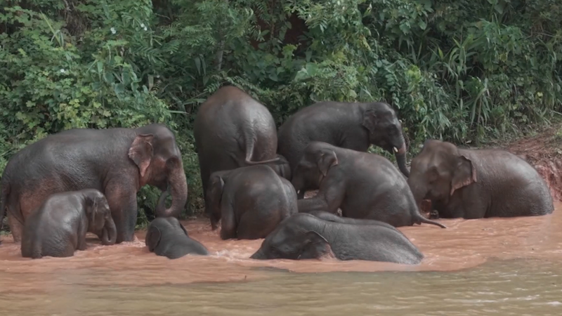 Yunnan’s Wild Asian Elephants Thrive Thanks to High-Tech Conservation Yunnan_s_Wild_Asian_Elephants_Thrive_Thanks_to_High_Tech_Conservation video poster