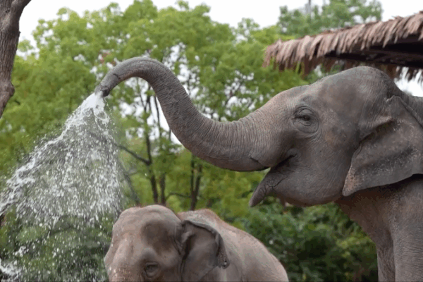 Zoo and Ocean Park Go All-Out to Keep Animals Cool During Shanghai Heatwave Zoo_and_Ocean_Park_Go_All_Out_to_Keep_Animals_Cool_During_Shanghai_Heatwave video poster