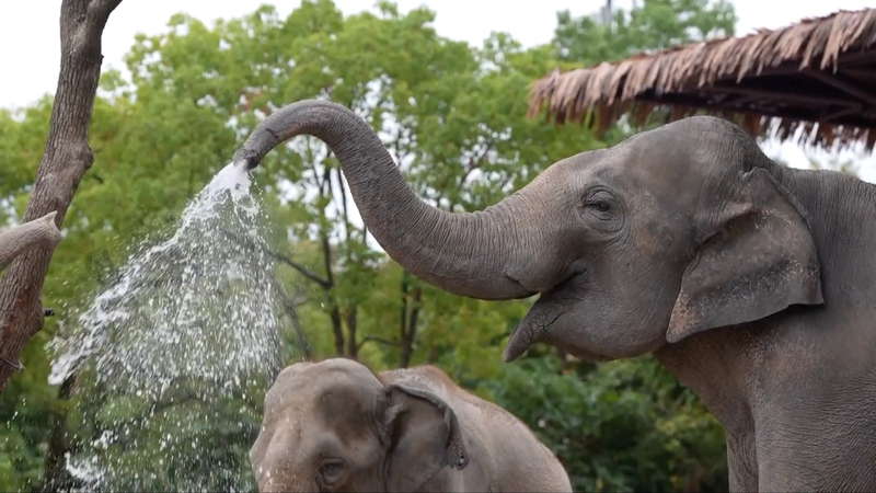 Zoo_and_Ocean_Park_Go_All_Out_to_Keep_Animals_Cool_During_Shanghai_Heatwave video poster
