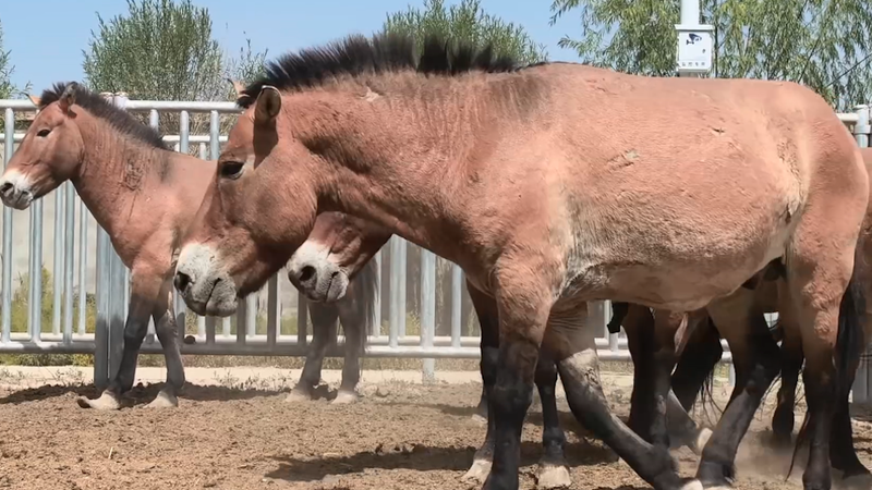 China Rewilds 28 Przewalski’s Horses in Dunhuang Xihu Reserve China Rewilds 28 Przewalski’s Horses in Dunhuang Xihu Reserve video poster
