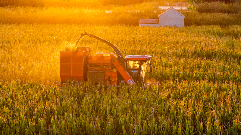 Harvest Time: Shandong Hosts 8th Chinese Farmers’ Harvest Festival Harvest Time: Shandong Hosts 8th Chinese Farmers’ Harvest Festival