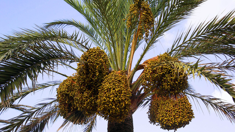 Date Palms Bring New Life to Yunnan’s Arid Valleys Date Palms Bring New Life to Yunnan’s Arid Valleys