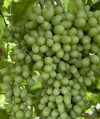 Turpan’s Sun-Drenched Grapes Steal the Spotlight Turpan’s Sun-Drenched Grapes Steal the Spotlight video poster