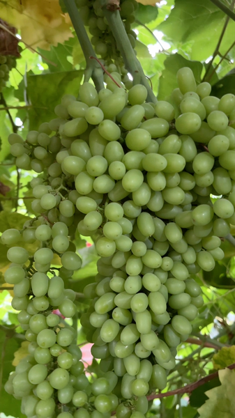88F7R4FE8172HKWSFLG2 - My Global News: Voices of a New Era Turpan’s Sun-Drenched Grapes Steal the Spotlight video poster