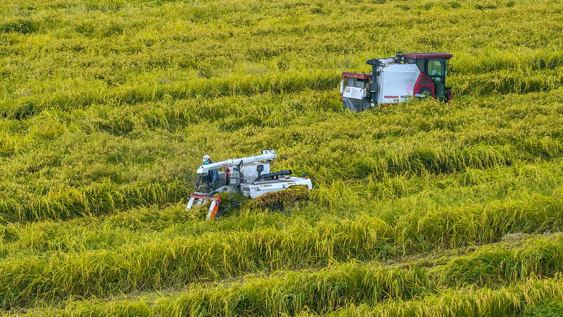 AI and Big Data Fuel a Smart Farming Revolution in the Chinese mainland AI_and_Big_Data_Fuel_a_Smart_Farming_Revolution_in_the_Chinese_mainland