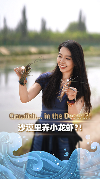 Desert Crawfish Thrive in Xinjiang’s Kashi for Mid-Autumn Feast Desert Crawfish Thrive in Xinjiang’s Kashi for Mid-Autumn Feast video poster