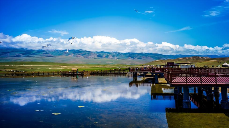 Bayanbulak Swan Lake: A Migratory Haven on the Xinjiang Plateau Bayanbulak_Swan_Lake__A_Migratory_Haven_on_the_Xinjiang_Plateau video poster