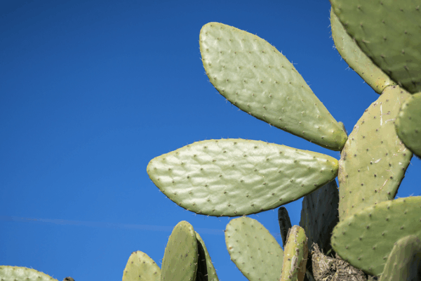 Cactus Cultivation Transforms Yunnan Village’s Economy Cactus_Cultivation_Transforms_Yunnan_Village_s_Economy