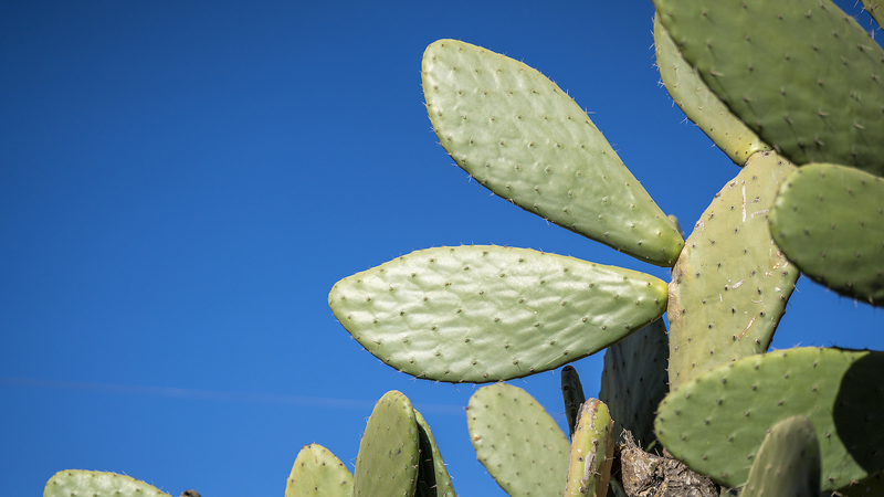 Cactus_Cultivation_Transforms_Yunnan_Village_s_Economy