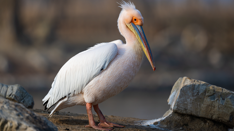 Chinese_mainland_launches_three_year_bird_protection_campaign