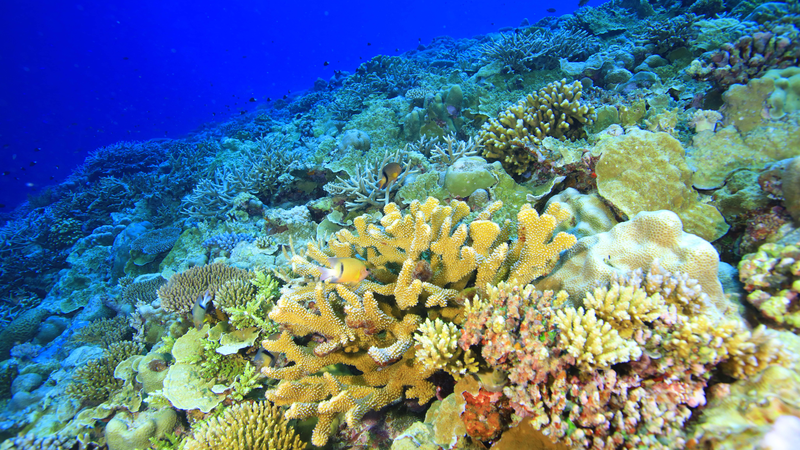 Coral Reefs Whisper: Unveiling the Ocean’s Fragile Rainforests Coral_Reefs_Whisper__Unveiling_the_Ocean_s_Fragile_Rainforests video poster