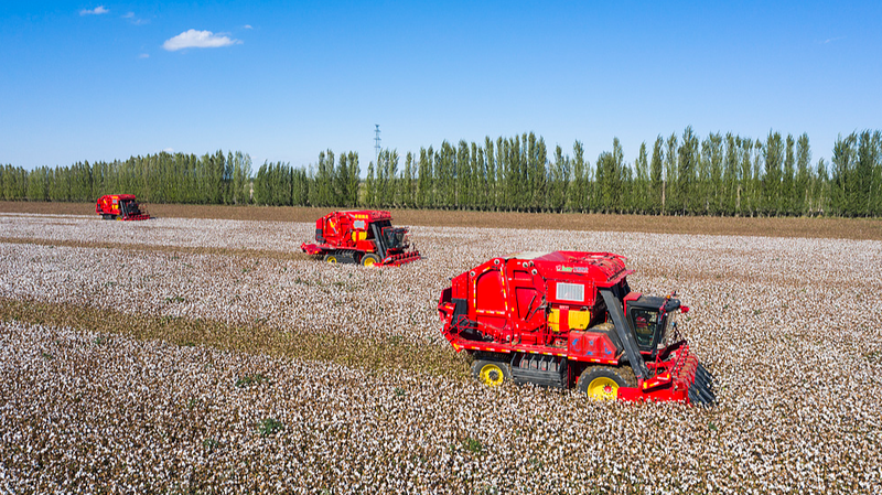 Xinjiang Tops China’s Cotton Output for 32 Years with 97% Mechanization Xinjiang Tops China’s Cotton Output for 32 Years with 97% Mechanization