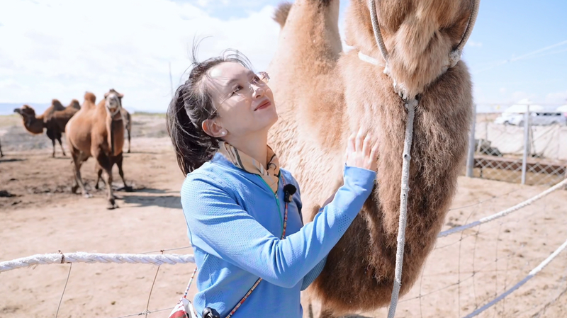 Camel Milk Boom Powers Rural Revitalization in Xinjiang’s Altay Prefecture Camel Milk Boom Powers Rural Revitalization in Xinjiang’s Altay Prefecture video poster
