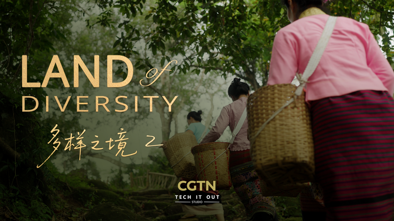 Wild Harmony: Jingmai’s Luxurious Forest Tea Wild Harmony: Jingmai’s Luxurious Forest Tea video poster