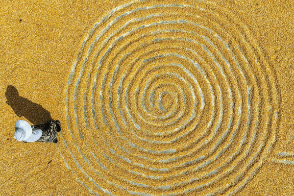Golden Corn Waves: Harvest Season Sweeps Across the Chinese Mainland Golden_Corn_Waves__Harvest_Season_Sweeps_Across_the_Chinese_Mainland