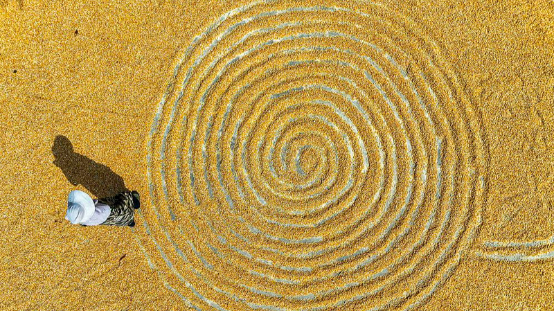 Golden_Corn_Waves__Harvest_Season_Sweeps_Across_the_Chinese_Mainland - My Global News: Voices of a New Era Golden_Corn_Waves__Harvest_Season_Sweeps_Across_the_Chinese_Mainland