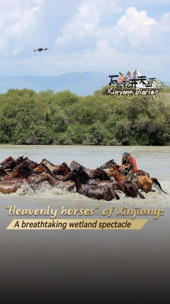 Heavenly Horses of Xinjiang Dazzle in Zhaosu Wetland Heavenly_Horses_of_Xinjiang_Dazzle_in_Zhaosu_Wetland video poster