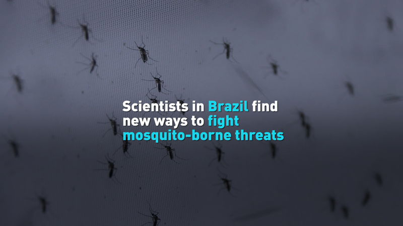 Brazil’s New Mosquito Lab Fights Global Disease Surge Brazil’s New Mosquito Lab Fights Global Disease Surge video poster