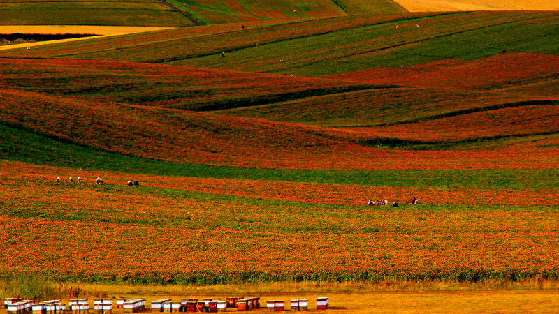 KPH9P8PAZ6851ZFHWWNN - My Global News: Voices of a New Era Yumin County’s Safflower Boom Sparks Rural Revival