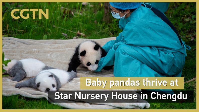 Meet Cheng Shi: Rare Baby Panda Thrives at Chengdu’s Star Nursery House Meet_Cheng_Shi__Rare_Baby_Panda_Thrives_at_Chengdu_s_Star_Nursery_House video poster