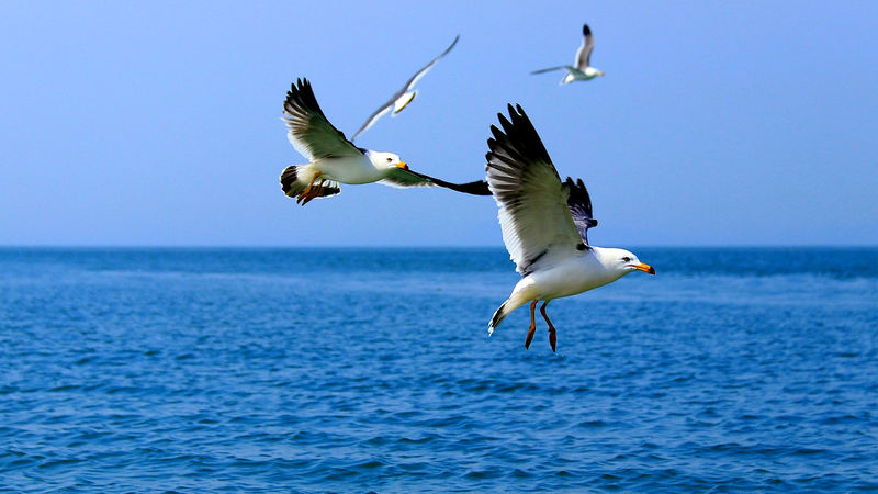 High-Tech Guardians Shield East China’s Bird Haven High-Tech Guardians Shield East China’s Bird Haven
