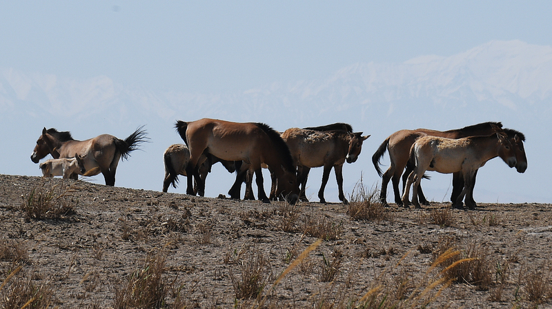 Przewalski’s Horses Rewild in Gansu’s Hexi Corridor Przewalski’s Horses Rewild in Gansu's Hexi Corridor video poster