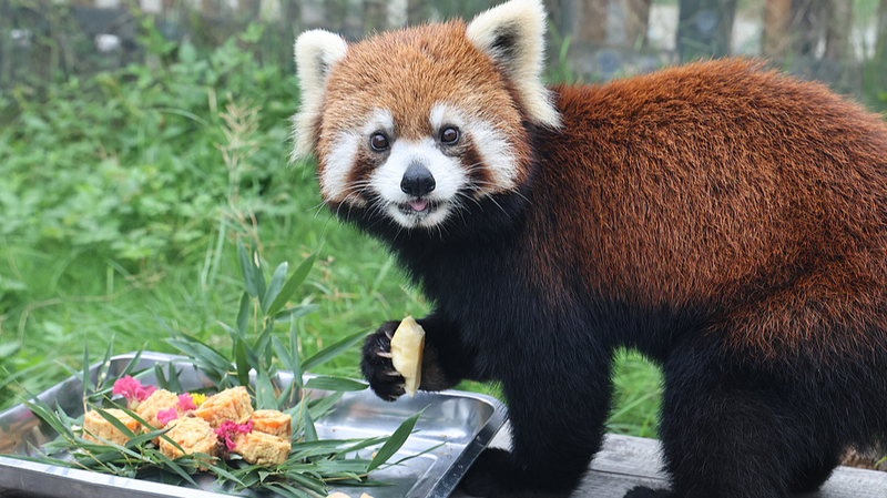 Nantong Zoo’s Festive Mooncakes Delight Animal Residents Nantong_Zoo_s_Festive_Mooncakes_Delight_Animal_Residents