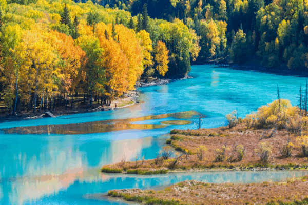 Kanas Lake’s Autumn Spectacle: Gold and Green Unleashed Kanas Lake’s Autumn Spectacle: Gold and Green Unleashed