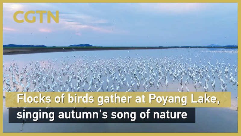 Egrets’ Autumn Chorus at Poyang Lake Egrets’ Autumn Chorus at Poyang Lake video poster