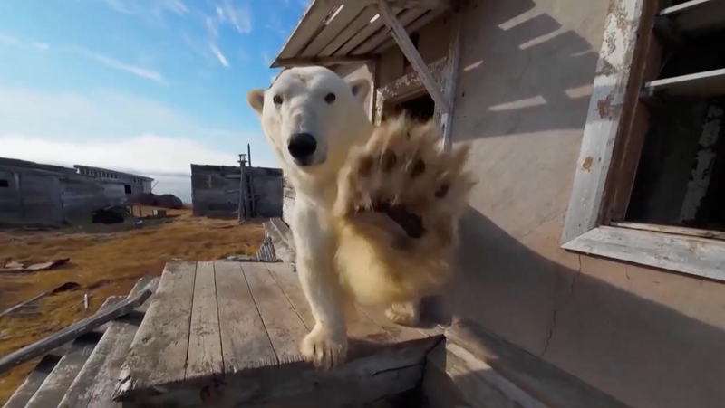 Polar Bears Turn Abandoned Arctic Station into Shelter Polar_Bears_Turn_Abandoned_Arctic_Station_into_Shelter video poster