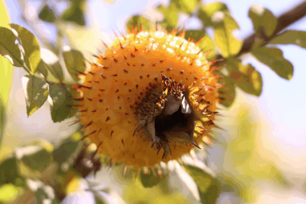 Spiky “Golden Fruit” Boosts Rural Prosperity in Guizhou Spiky__Golden_Fruit__Boosts_Rural_Prosperity_in_Guizhou video poster