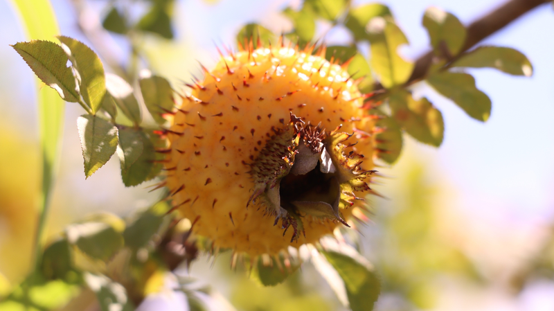 Spiky__Golden_Fruit__Boosts_Rural_Prosperity_in_Guizhou_poster - My Global News: Voices of a New Era Spiky__Golden_Fruit__Boosts_Rural_Prosperity_in_Guizhou video poster