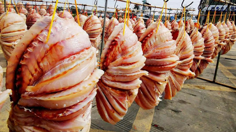 Sun-Kissed Tradition: Danzhou’s Dried Snapper Harvest Sun_Kissed_Tradition__Danzhou_s_Dried_Snapper_Harvest