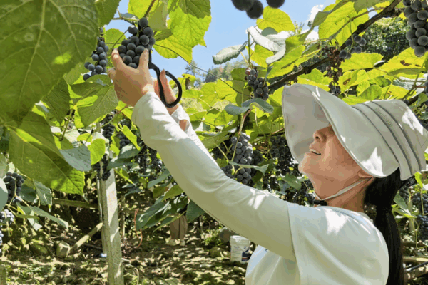 Sweet Harvest: Alpine Grapes Hit Guizhou Markets Sweet_Harvest__Alpine_Grapes_Hit_Guizhou_Markets video poster