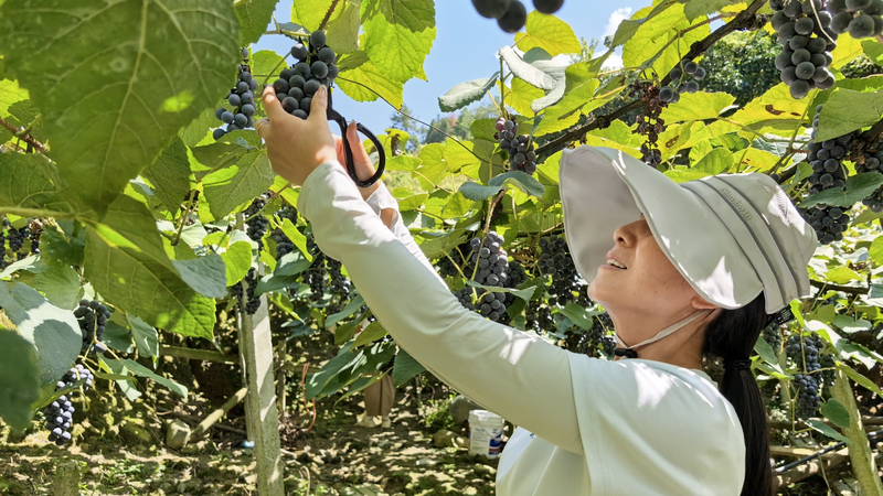 Sweet_Harvest__Alpine_Grapes_Hit_Guizhou_Markets_poster - My Global News: Voices of a New Era Sweet_Harvest__Alpine_Grapes_Hit_Guizhou_Markets video poster
