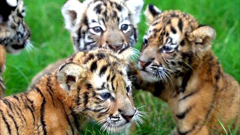 Tiger and Lion Cubs Debut at Henan Zoo for National Day Holiday Tiger_and_Lion_Cubs_Debut_at_Henan_Zoo_for_National_Day_Holiday video poster