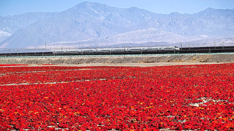 Turpan Chili Harvest Turns Gobi Desert Crimson Turpan_Chili_Harvest_Turns_Gobi_Desert_Crimson