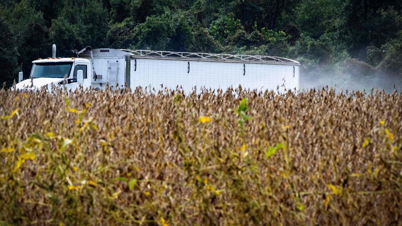 U.S. Soybean and Beef Squeeze: Tariffs Choke Chinese Mainland Trade U_S__Soybean_and_Beef_Squeeze__Tariffs_Choke_Chinese_Mainland_Trade
