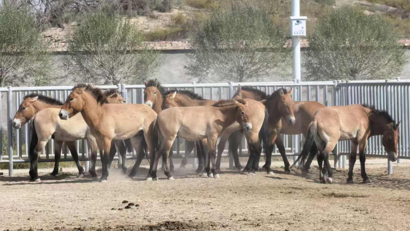 Wild Przewalski’s Horses Embark on 1,000 km Journey to Dunhuang Reserve Wild Przewalski’s Horses Embark on 1,000 km Journey to Dunhuang Reserve