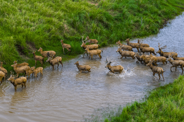Wild Pere David’s Deer Thrive in Jiangsu’s Tiaozini Wetlands Wild_Pere_David_s_Deer_Thrive_in_Jiangsu_s_Tiaozini_Wetlands