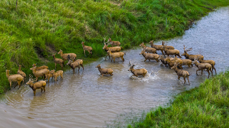 Wild_Pere_David_s_Deer_Thrive_in_Jiangsu_s_Tiaozini_Wetlands - My Global News: Voices of a New Era Wild_Pere_David_s_Deer_Thrive_in_Jiangsu_s_Tiaozini_Wetlands