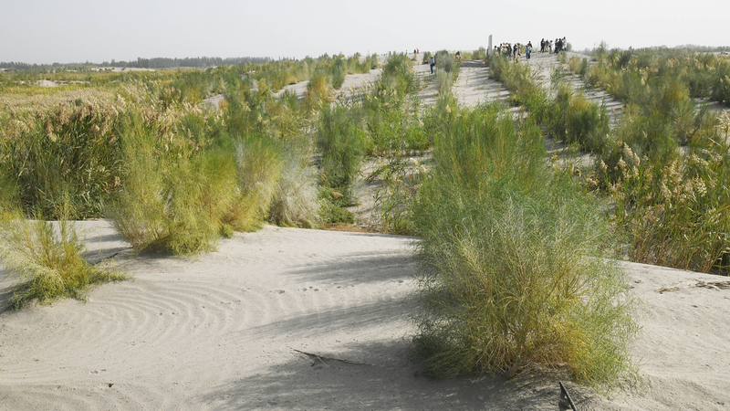 Xinjiang’s 3,046 km Green Belt: Battling Desertification at Scale Xinjiang’s 3,046 km Green Belt: Battling Desertification at Scale