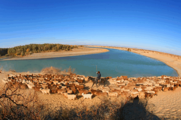 Xinjiang Herd Migration: 200,000 Head Move to Winter Pastures Xinjiang_Herd_Migration__200_000_Head_Move_to_Winter_Pastures