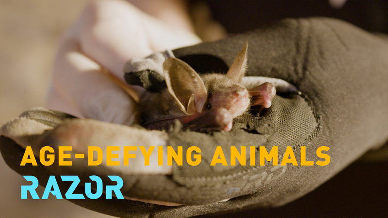 Nature’s Code: How Bats Could Unlock Human Longevity Nature’s Code: How Bats Could Unlock Human Longevity video poster