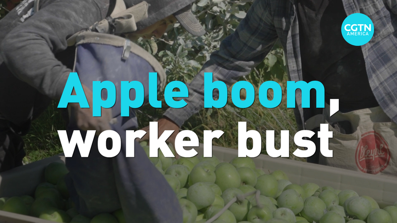 Labor Crunch Hits Washington’s Record-Breaking Apple Harvest Labor Crunch Hits Washington’s Record-Breaking Apple Harvest video poster