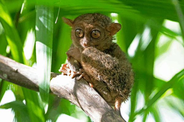 Discover the Philippine Tarsier: Rainforest’s Tiny Night Vision Marvel Discover the Philippine Tarsier: Rainforest’s Tiny Night Vision Marvel