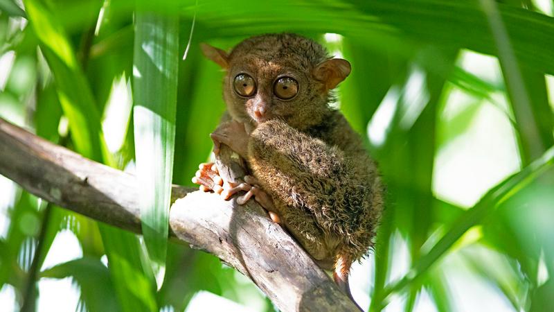 2BKEB4FBYZTBBC3T7RZV - My Global News: Voices of a New Era Discover the Philippine Tarsier: Rainforest’s Tiny Night Vision Marvel