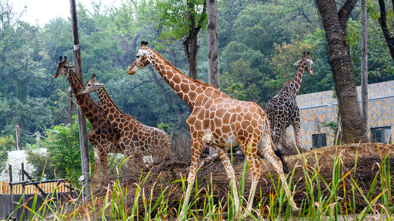 Nanjing’s Hongshan Forest Zoo Opens with 200+ Animals video poster