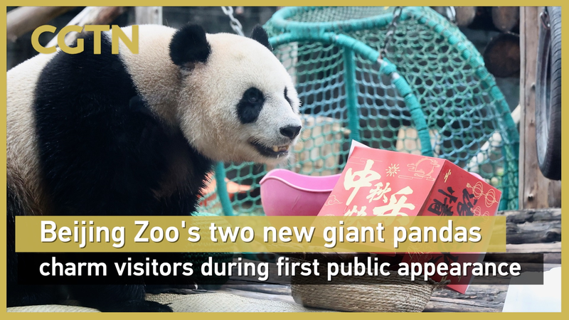Beijing Zoo’s New Pandas Ji Nian and Fu Jiang Charm Visitors Beijing Zoo’s New Pandas Ji Nian and Fu Jiang Charm Visitors video poster
