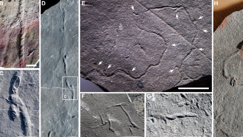 550M_Year_Old_Fossil_Tunnels_Push_Back_Origins_of_Complex_Animal_Behavior - My Global News: Voices of a New Era 550M_Year_Old_Fossil_Tunnels_Push_Back_Origins_of_Complex_Animal_Behavior